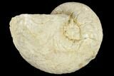 Fossil Ammonite (Pseudocenoceras) - Germany #117183-1